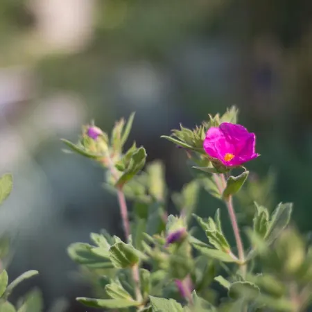 Renata Murter 펜션