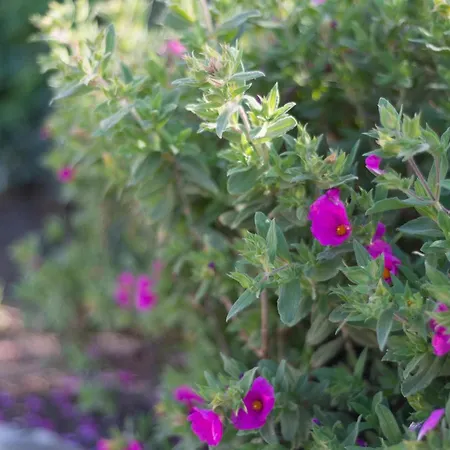 Renata Murter * 시베니크