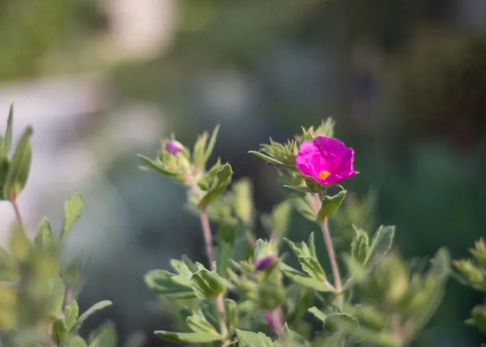 Renata Murter Prázdninový dům