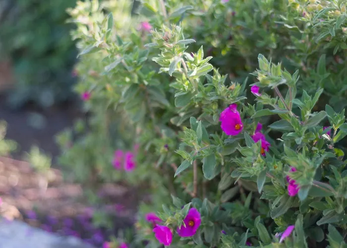 Renata Murter * Šibenik